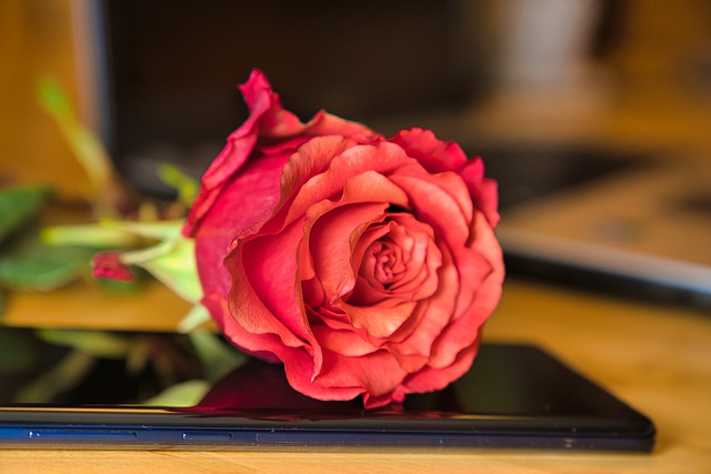Free download rose flower mobile cellphone free picture to be edited with GIMP free online image editor