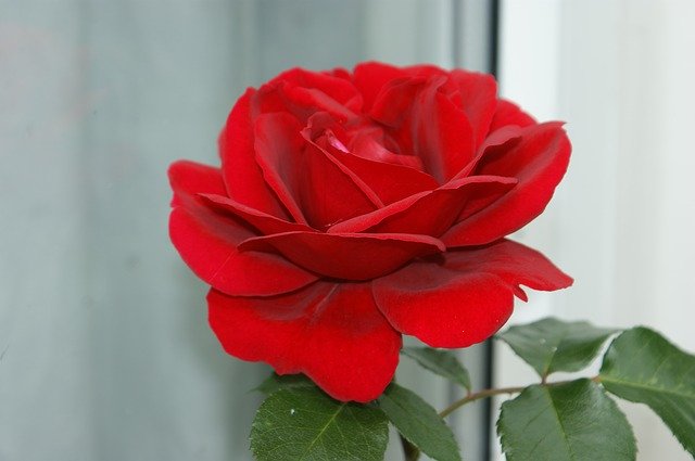 Free download Rose Flower Natural -  free photo or picture to be edited with GIMP online image editor