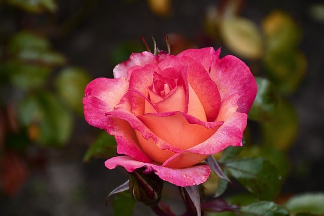 Free download rose flower nature blossom bloom free picture to be edited with GIMP free online image editor
