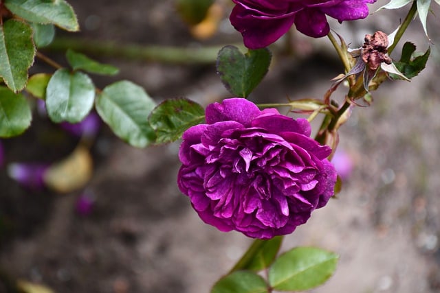 Free download rose flower nature blossom spring free picture to be edited with GIMP free online image editor