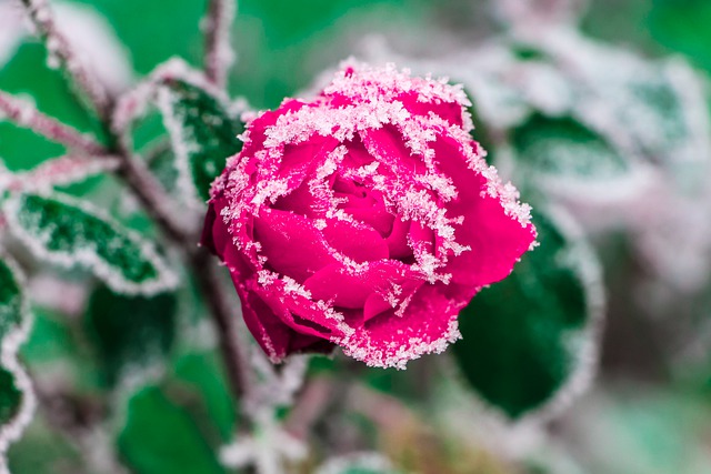 バラの花、自然、植物学、霜を無料ダウンロード GIMP で編集できる無料オンライン画像エディター