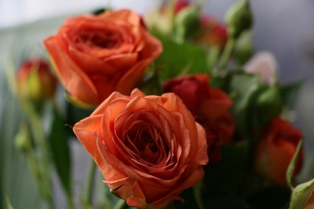 Template Photo Rose Flower Orange -  for OffiDocs