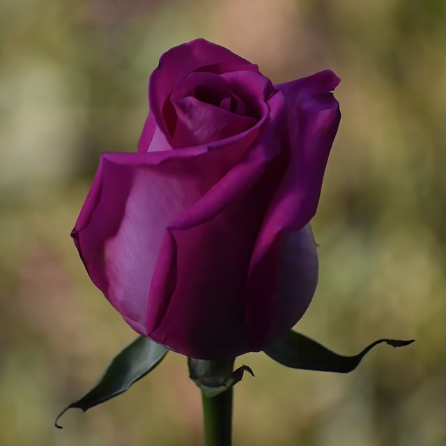 قم بتنزيل صورة مجانية لـ Rose Flower Petals bloom blossom مجانًا ليتم تحريرها باستخدام محرر الصور المجاني عبر الإنترنت من GIMP