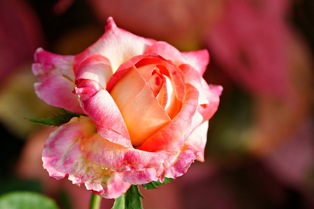 Free download rose flower petals bloom plant free picture to be edited with GIMP free online image editor