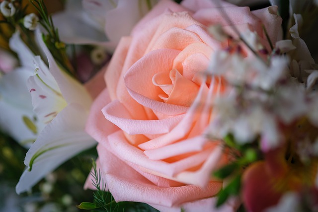 Free download rose flower petals buttercup free picture to be edited with GIMP free online image editor