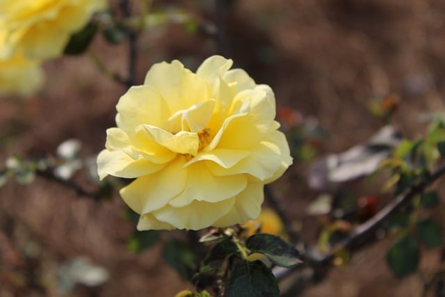 Free download rose flower petals flora botany free picture to be edited with GIMP free online image editor