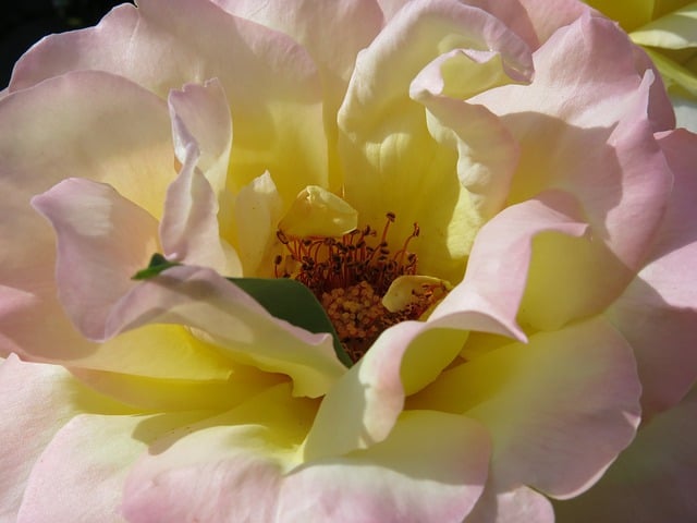 Free download rose flower petals pink bloom free picture to be edited with GIMP free online image editor