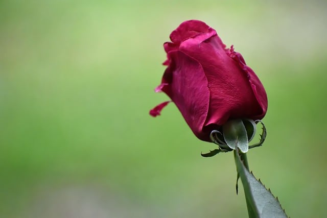 Free download rose flower petals plant bloom free picture to be edited with GIMP free online image editor