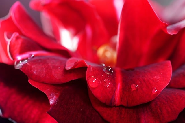 Free download rose flower petals plant flora free picture to be edited with GIMP free online image editor