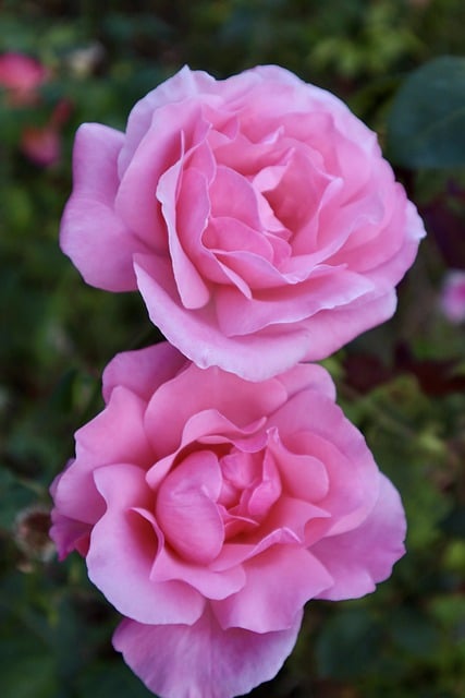 Free download rose flower petals purple rose free picture to be edited with GIMP free online image editor