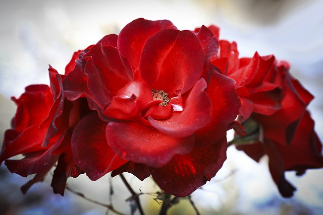 Free download rose flower petals red garden free picture to be edited with GIMP free online image editor