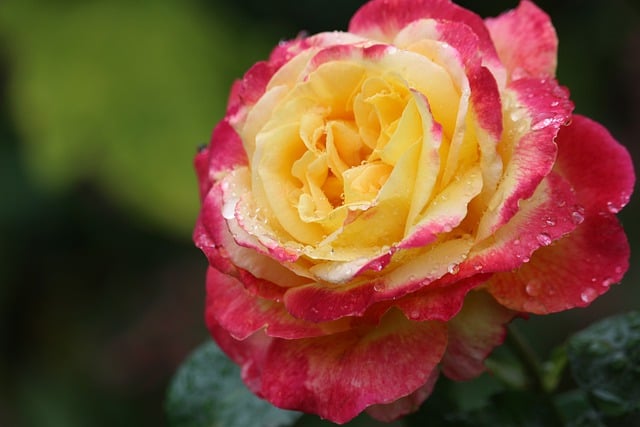 Free download rose flower petals rose blossom free picture to be edited with GIMP free online image editor