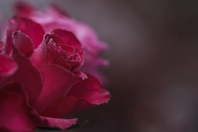 Free download rose flower pink blossom bloom free picture to be edited with GIMP free online image editor