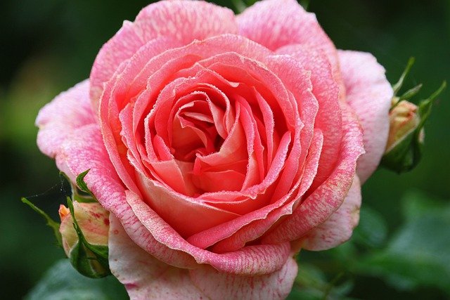 Free download rose flower pink flower rose bloom free picture to be edited with GIMP free online image editor