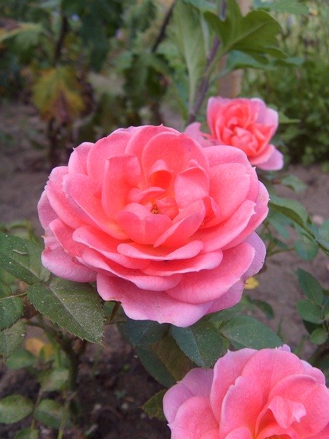 Descarga gratuita Rose Flower Pink Garden: foto o imagen gratuita para editar con el editor de imágenes en línea GIMP