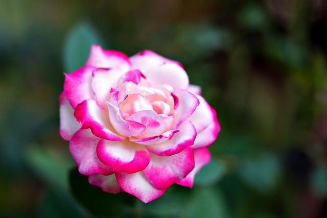 Free download rose flower pink rose pink flower free picture to be edited with GIMP free online image editor