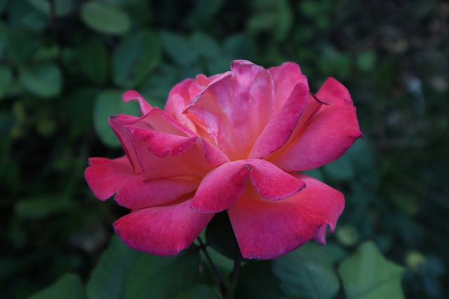 Free download rose flower pink rose rose branch free picture to be edited with GIMP free online image editor