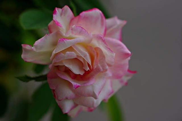 הורדה חינם של צמח פרח ורדים דו-צבעוני ורד תמונה בחינם לעריכה עם עורך תמונות מקוון בחינם של GIMP