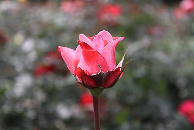 Free download rose flower plant bloom blossom free picture to be edited with GIMP free online image editor