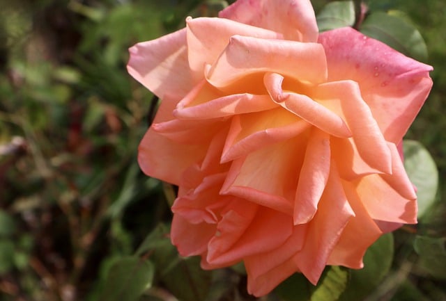 Free download rose flower plant bloom petals free picture to be edited with GIMP free online image editor
