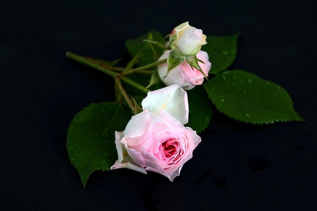 Free download rose flower plant blossom bloom free picture to be edited with GIMP free online image editor
