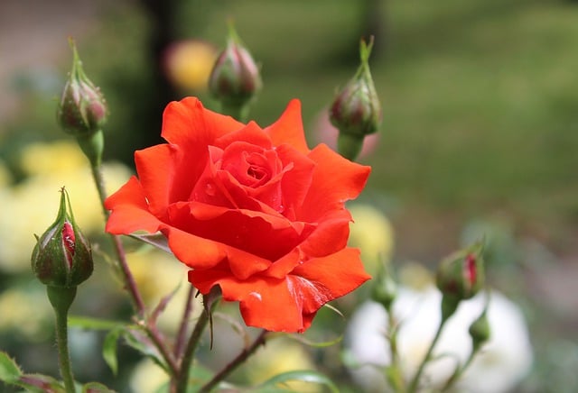 قم بتنزيل صورة مجانية لقطرات الندى من زهرة الورد ونبات الندى لتحريرها باستخدام محرر الصور المجاني عبر الإنترنت GIMP