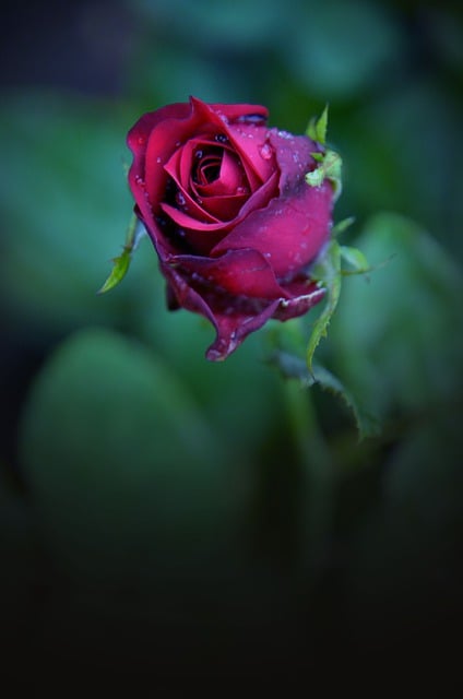 Free download rose flower plant dew wet free picture to be edited with GIMP free online image editor