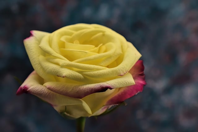 Muat turun percuma gambar taman kelopak pokok bunga mawar untuk diedit dengan editor imej dalam talian percuma GIMP