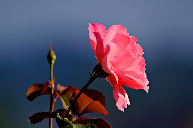 Free download rose flower plant pink flower free picture to be edited with GIMP free online image editor