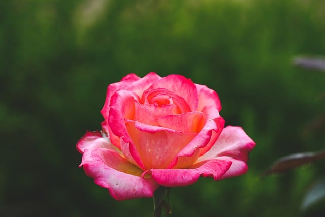 Free download rose flower plant pink rose free picture to be edited with GIMP free online image editor