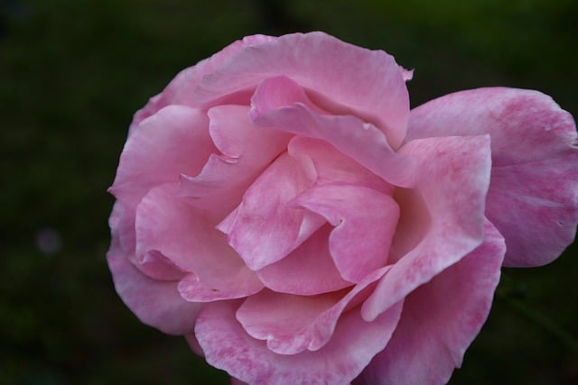 Free download rose flower plant pink rose petals free picture to be edited with GIMP free online image editor