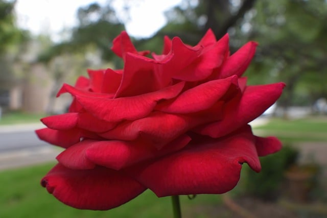 Free download rose flower plant red rose free picture to be edited with GIMP free online image editor