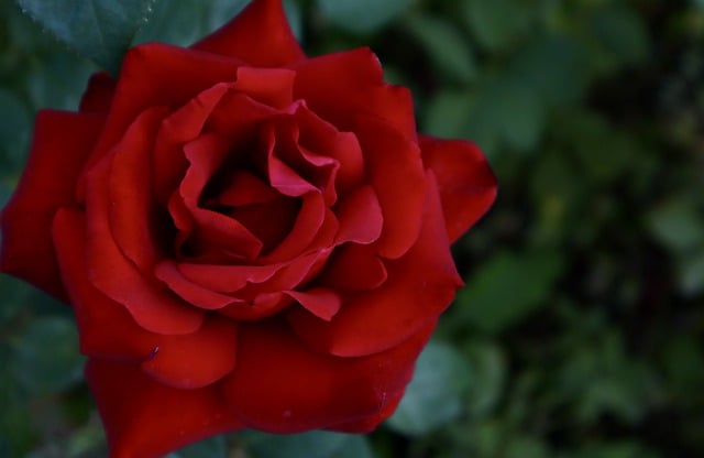 Free download rose flower plant red rose petals free picture to be edited with GIMP free online image editor