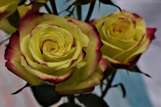 Free download rose flower plant rose bloom free picture to be edited with GIMP free online image editor