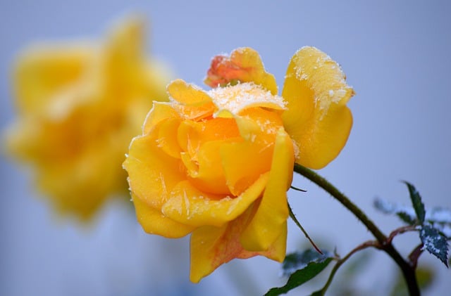 Free download rose flower plant yellow rose cold free picture to be edited with GIMP free online image editor