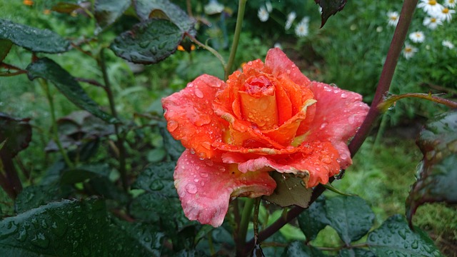 Free download rose flower rain drops plant bush free picture to be edited with GIMP free online image editor