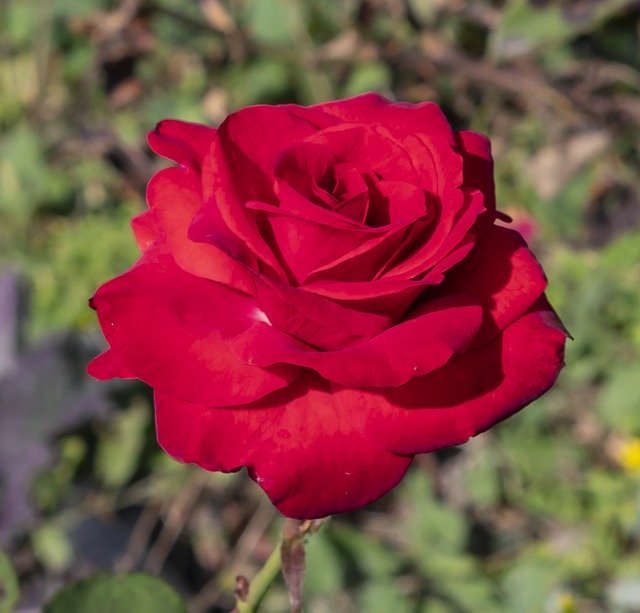 Download gratuito Modello di foto gratuito Rose Flower Red da modificare con l'editor di immagini online di GIMP