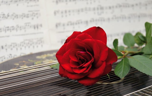 Free download rose flower red rose red flower free picture to be edited with GIMP free online image editor