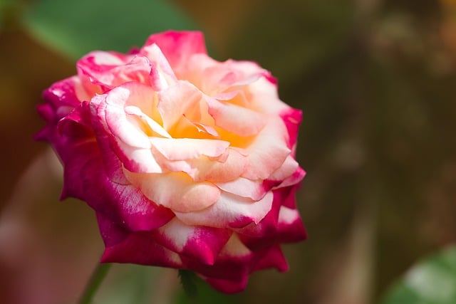 Free download rose flower red white flora nature free picture to be edited with GIMP free online image editor