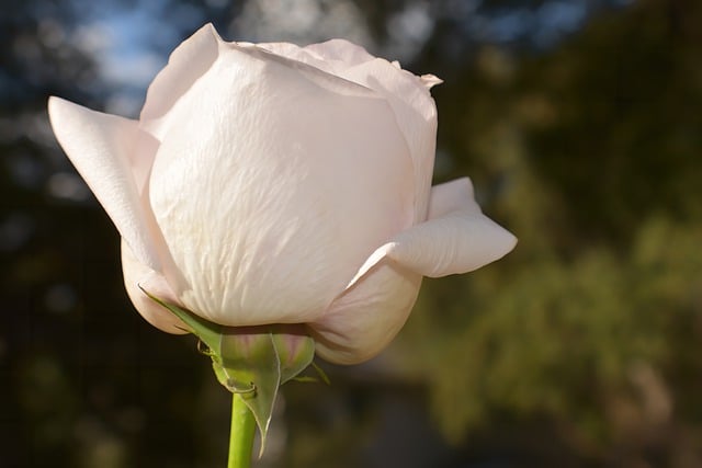 Free download rose flower rose bloom petals free picture to be edited with GIMP free online image editor