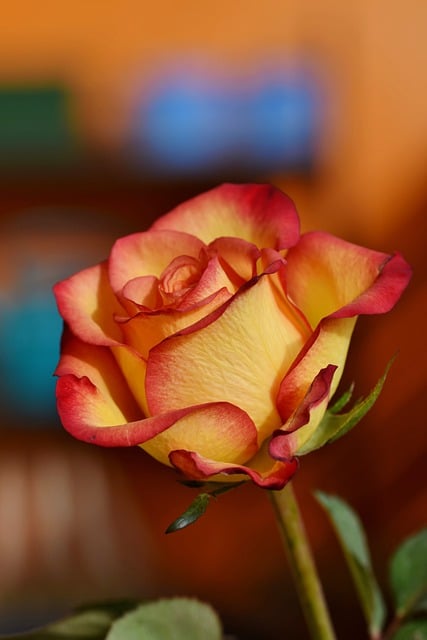 Free download rose flower rose blossom blossom free picture to be edited with GIMP free online image editor