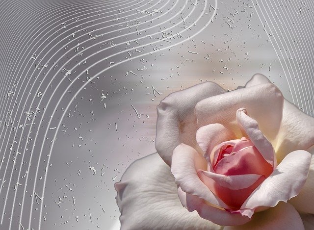 Free download Rose Flowers Blooms -  free illustration to be edited with GIMP free online image editor