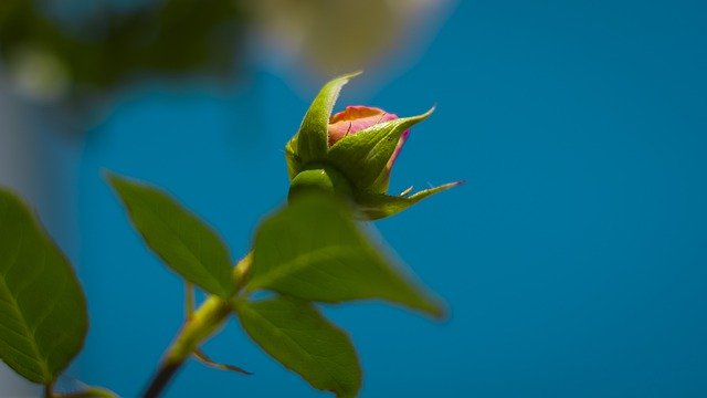 Free download Rose Flower Sky -  free photo or picture to be edited with GIMP online image editor