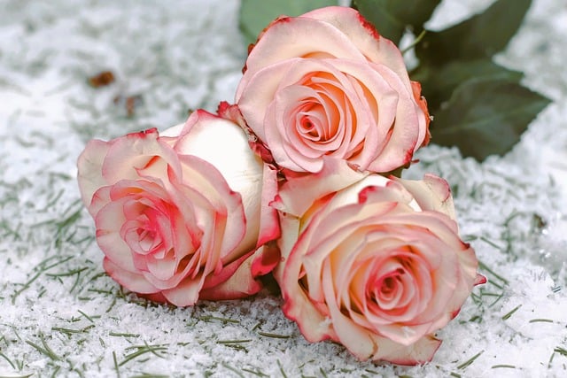 Free download rose flowers love relationship free picture to be edited with GIMP free online image editor