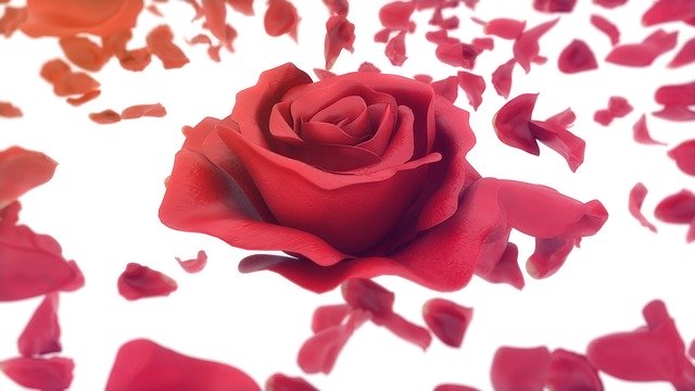 自然なバラの花を無料でダウンロード - GIMP オンライン画像エディターで編集できる無料の写真または画像