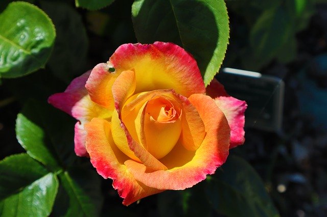 Free download Rose Flowers Petals -  free photo or picture to be edited with GIMP online image editor
