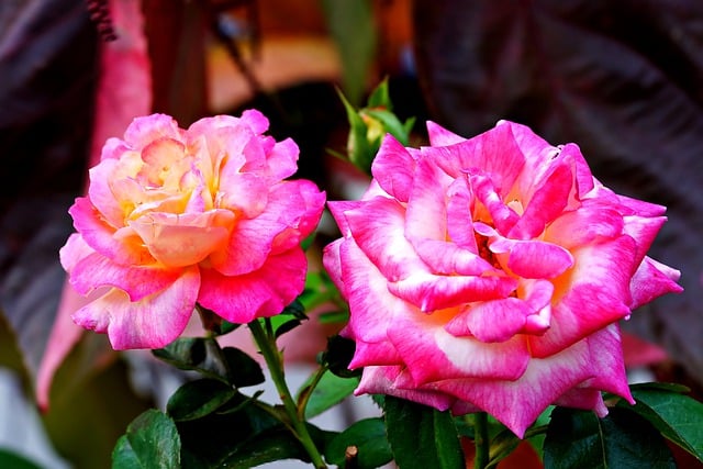 Free download rose flowers plants petals leaves free picture to be edited with GIMP free online image editor