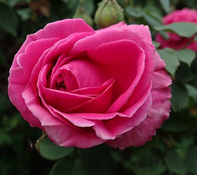 ดาวน์โหลดฟรี Rose Flower Spring - รูปถ่ายหรือรูปภาพฟรีที่จะแก้ไขด้วยโปรแกรมแก้ไขรูปภาพออนไลน์ GIMP