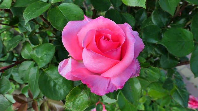 Modèle Photo Rose Fleur Été - pour OffiDocs