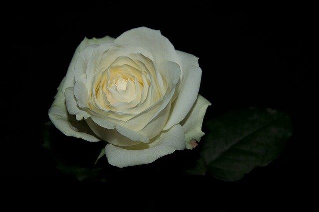 Kostenloser Download Rose Flowers White - kostenloses Foto oder Bild zur Bearbeitung mit GIMP Online-Bildbearbeitung